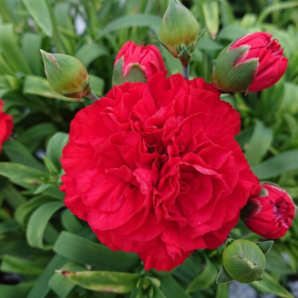 Dianthus caryophyllus (Duft Nellike)