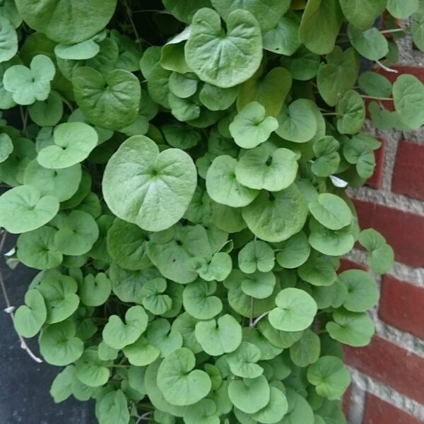 Dichondra argentea ‘Emerald Falls’ (Nyresnerle)