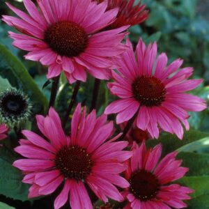 Echinacea purpurea 'Fatal Attraction' (Purpursolhat)