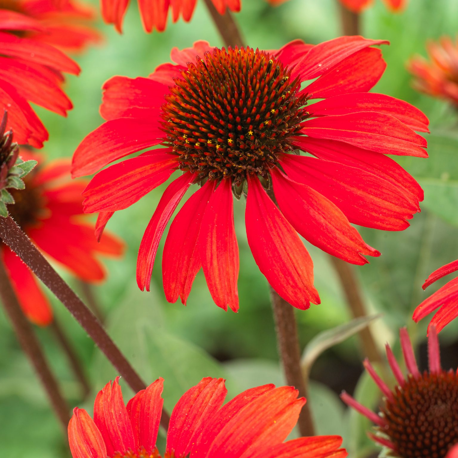 Echinacea purpurea 'Sunseekers Red' (Purpursolhat) - Lundagers Gartneri