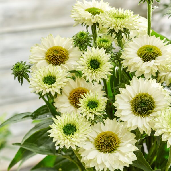 Echinacea purpurea 'Sunseekeers White Perfection' (Purpursolhat)