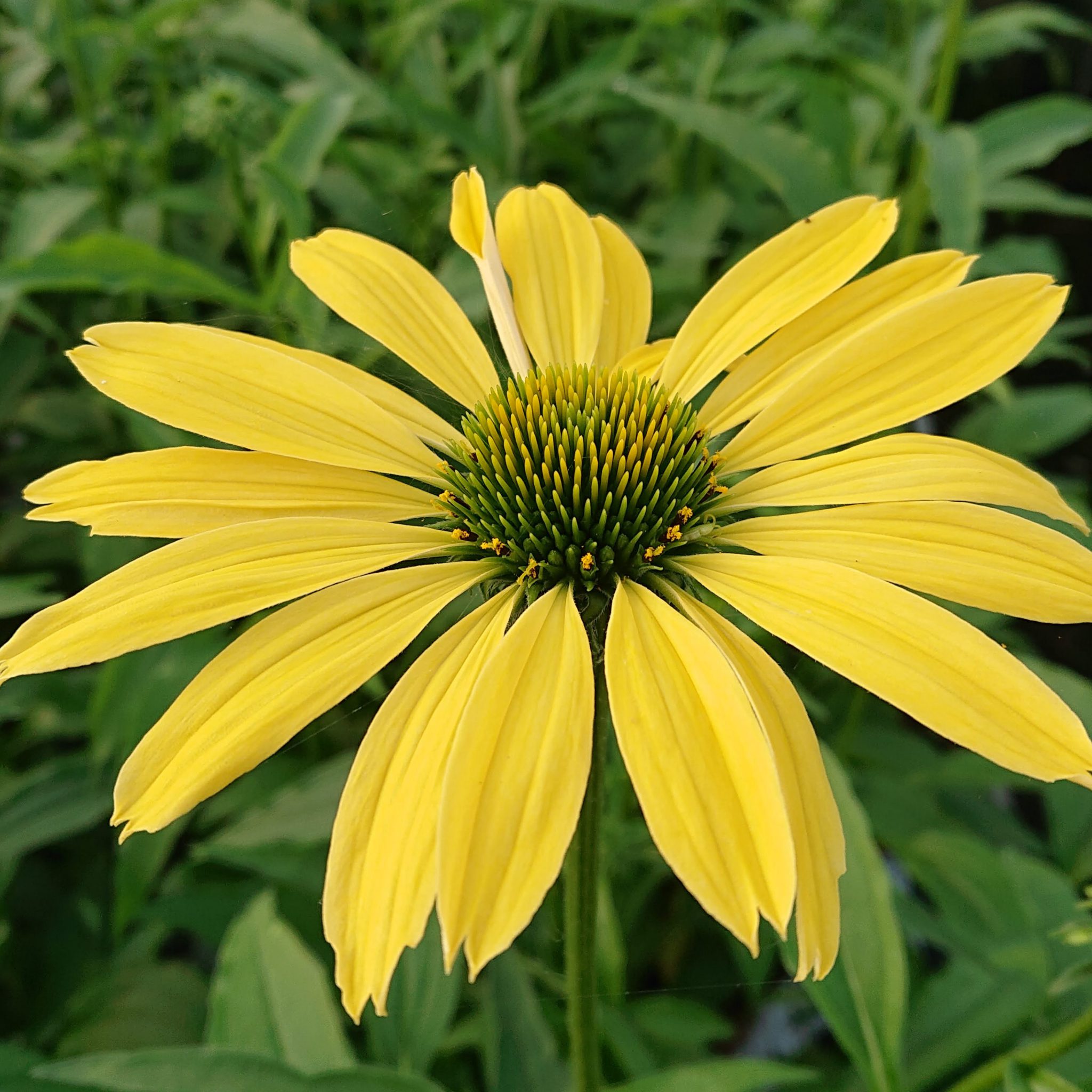Echinacea purpurea 'Classic Lemon' (Purpursolhat) Lundagers Gartneri