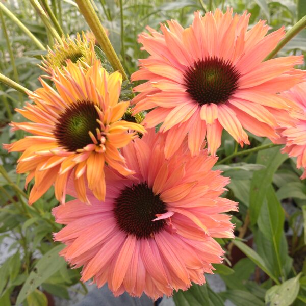 Echinacea purpurea 'Sunseekers Rainbow' (Purpursolhat)