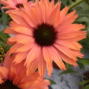 Echinacea purpurea 'Sunseekers Rainbow' (Purpursolhat)