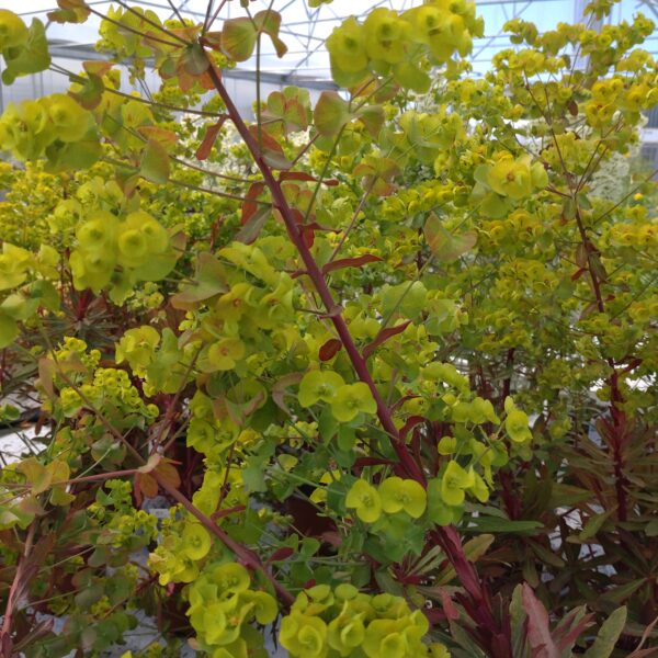 Euphorbia amygdaloides 'Purpurea' (Vortemælk)