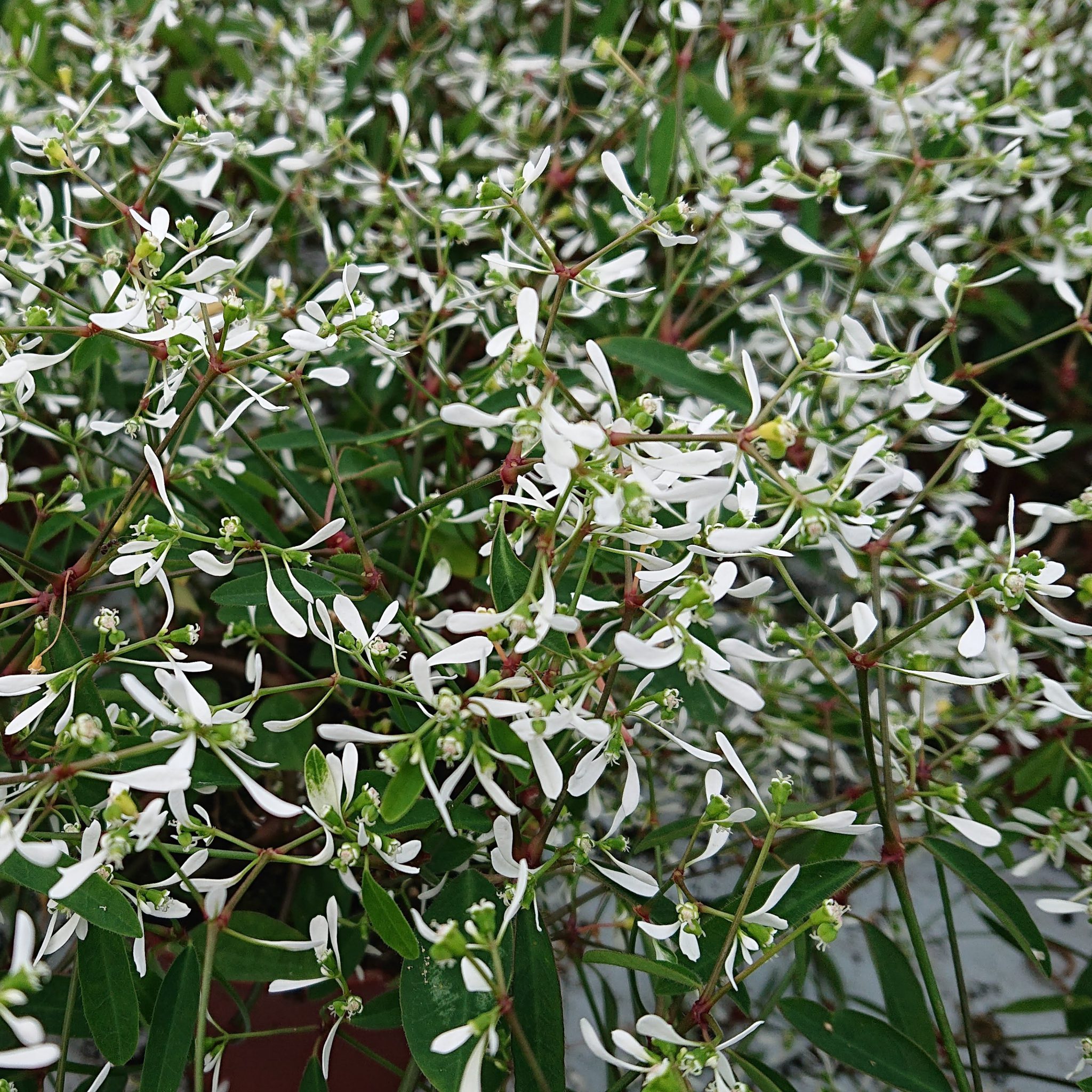 Euphorbia hypericifolia 'Diamond Frost' (Vortemælk) - Lundagers Gartneri