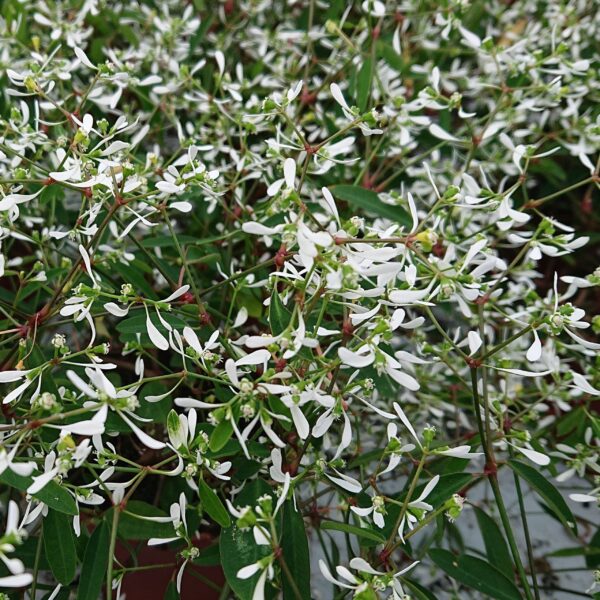 Euphorbia hypericifolia ‘Diamond Frost’ (Vortemælk)