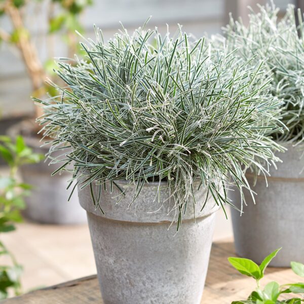 Ficinia truncata 'Ice Crystal'