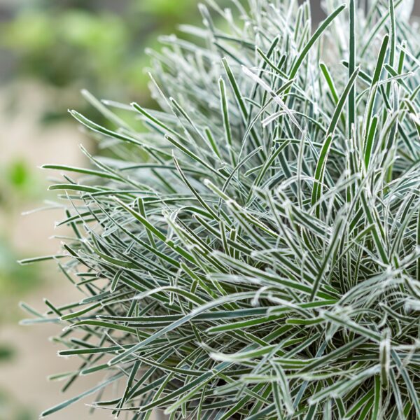 Ficinia truncata 'Ice Crystal'