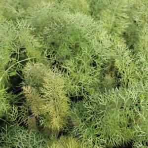 Foeniculum vulgare ‘Smokey’ (Bronze fennikel)