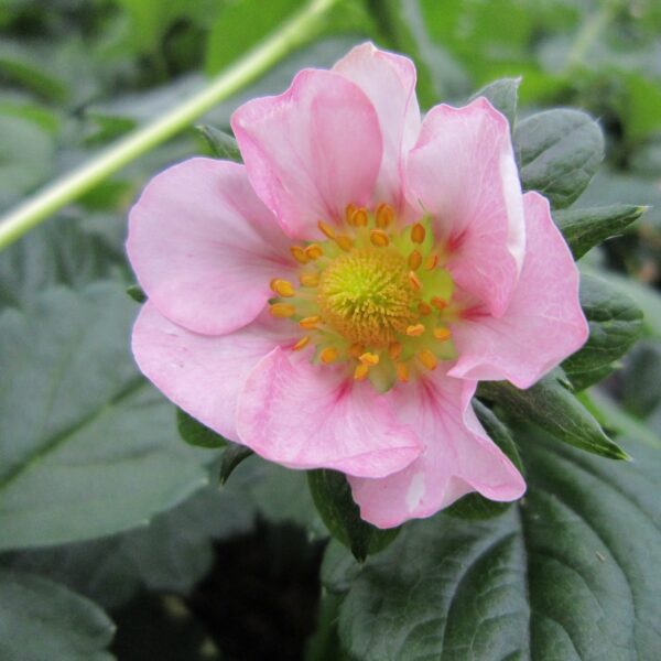 Fragaria x ananassa (Remonterende Jordbær)