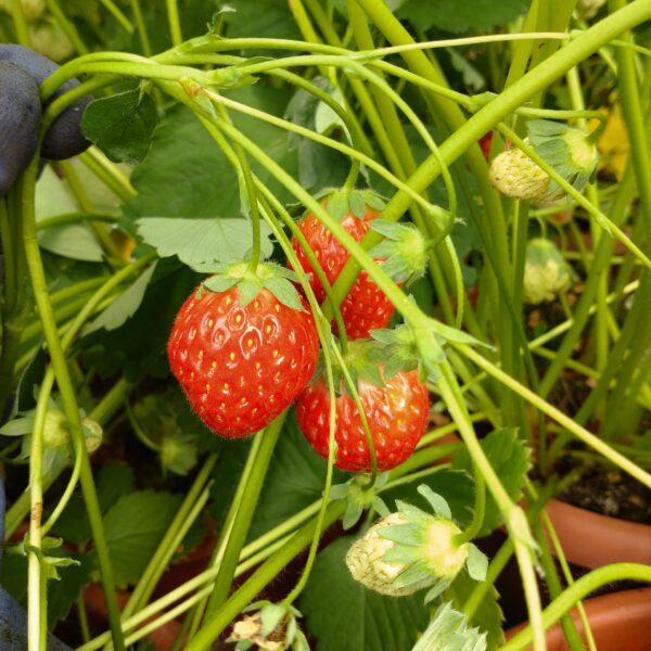 Fragaria x ananassa 'Korona' (Jordbær)