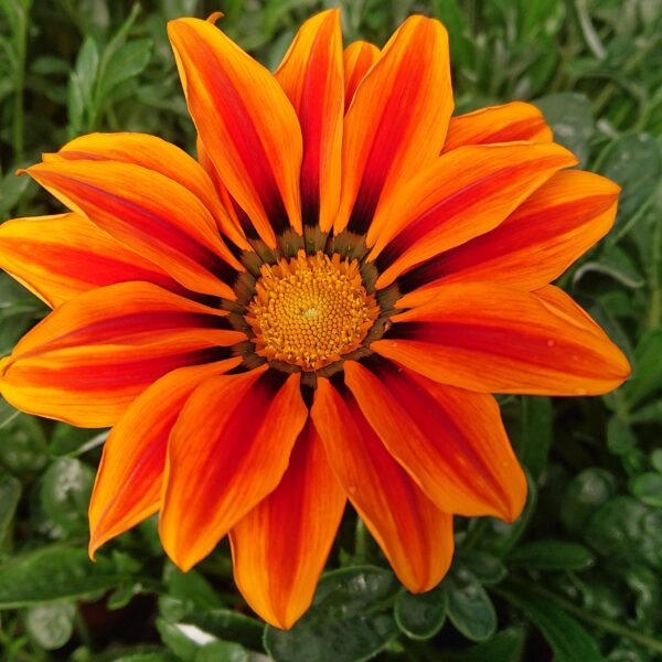 Gazania rigens Gazania (Påfugleblomst)