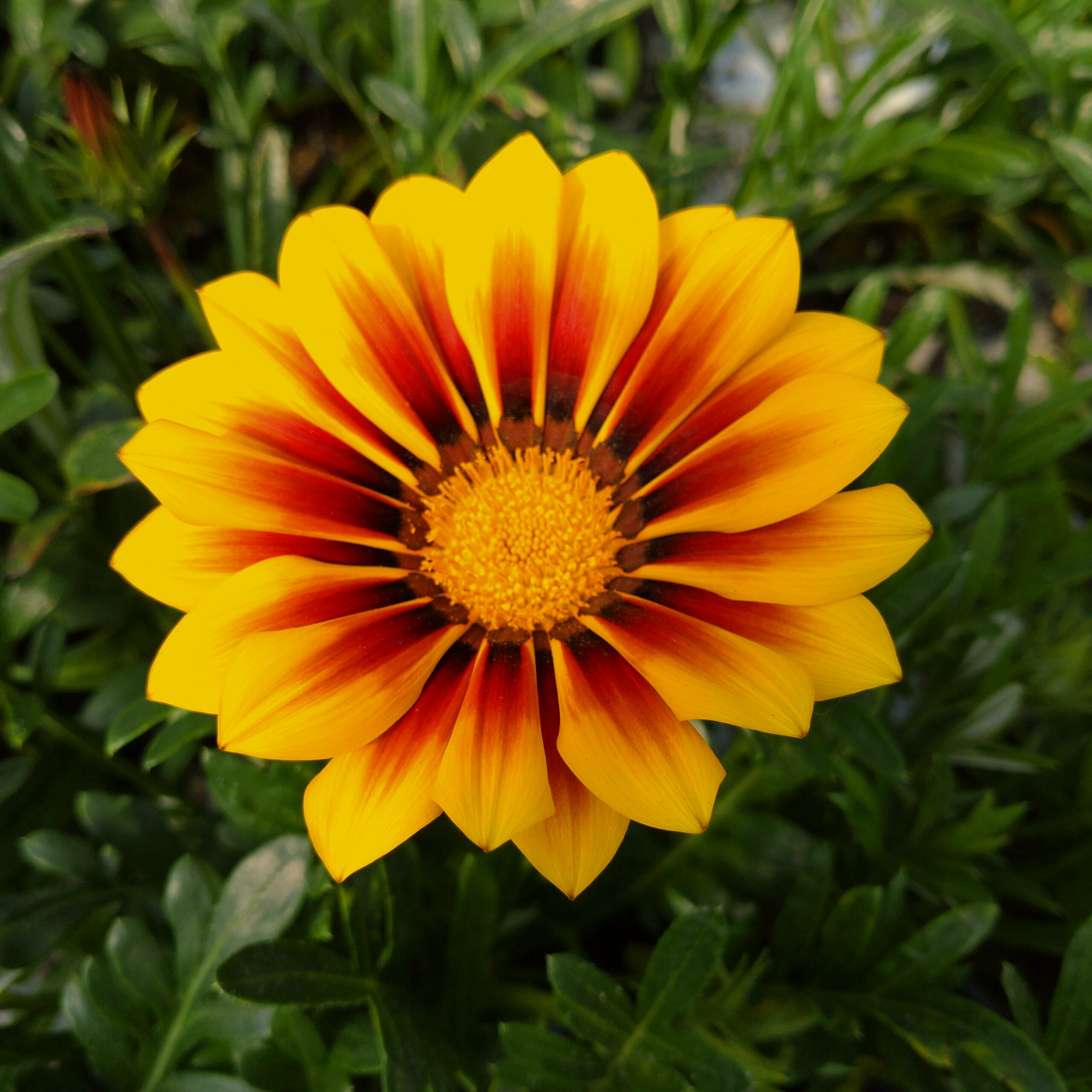 Gazania rigens (Påfugleblomst)