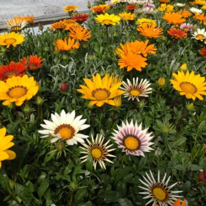 Gazania rigens (Påfugleblomst)