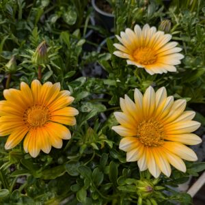 Gazania rigens (Påfugleblomst)