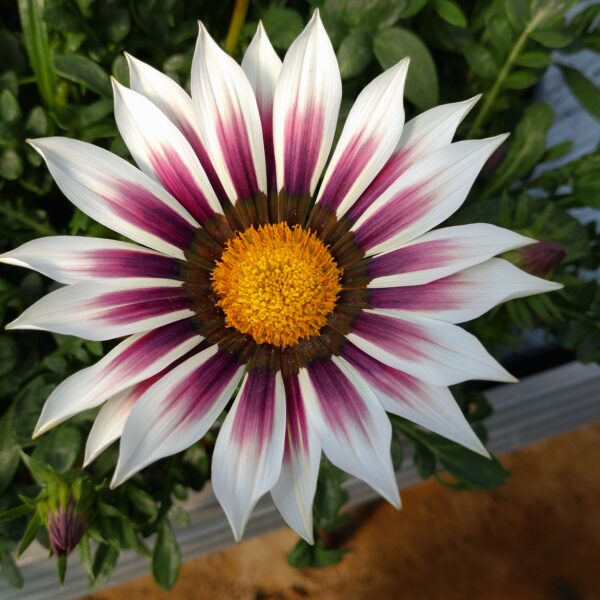 Gazania rigens (Påfugleblomst)