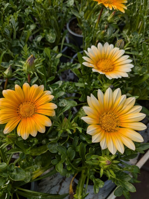 Gazania rigens (Påfugleblomst)