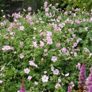 Geranium hybrid 'Dreamland' (Storkenæb)