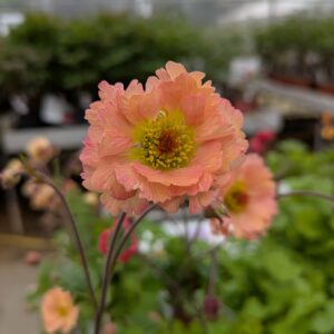 Geum hybrida 'Mai Tai' (Nellikerod)