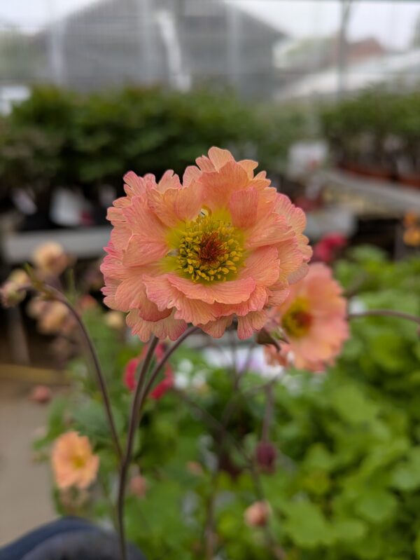 Geum hybrida 'Mai Tai' (Nellikerod)