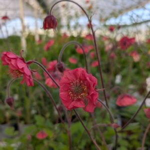 Geum rivale 'Flame of Passion' (Nellikerod)