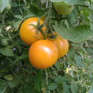 Gul tomat ‘Golden Queen’