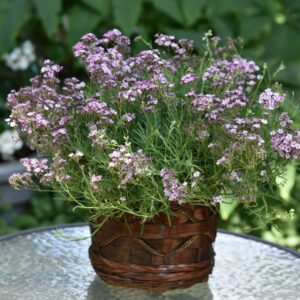 Gypsophila 'Knuddel' (Brudeslør)