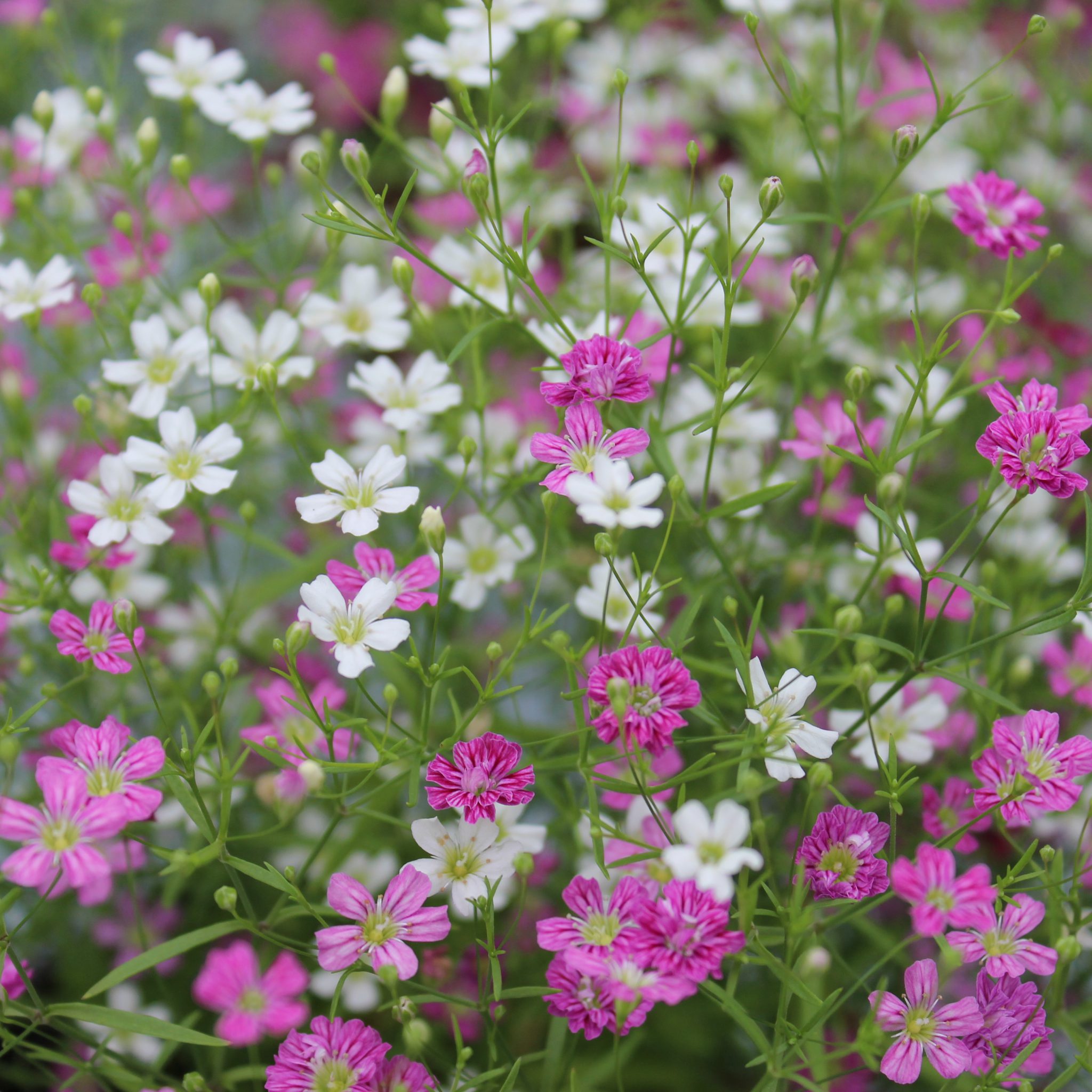 Gypsophila muralis (Brudeslør) Lundagers Gartneri