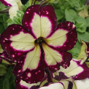 Petunia x hybrida (Hænge Petunia)