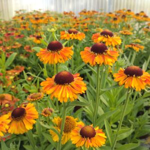 Helenium autumnale 'Short'n Sassy' (Solbrud)