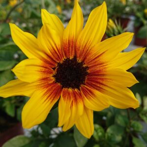 Helianthus hybrid ‘Sunbelievable Brown Eyed Girl’ (Solsikkebusk)