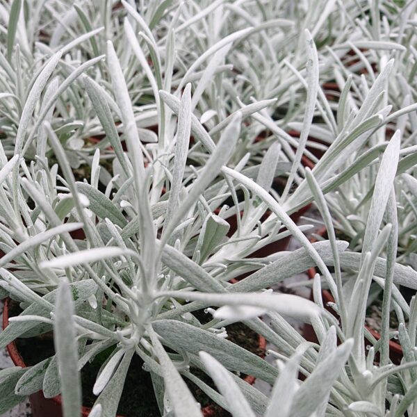 Helichrysum petiolare (Grå Evighedsblomst)