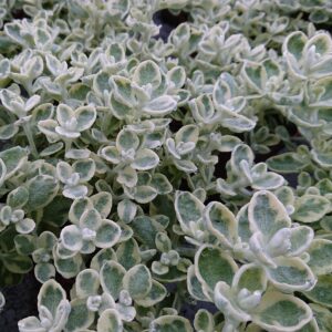 Helichrysum petiolare (Grå Evighedsblomst)