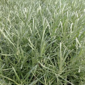 Helichrysum angustifolia 'Tall Curry' (Karryplante)