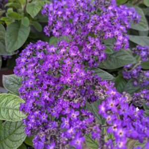 Heliotropium arborescens (Heliotrop Vaniljeblomst)