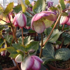 Helleborus x 'Frostkiss Glenda's Gloss' (Julerose)