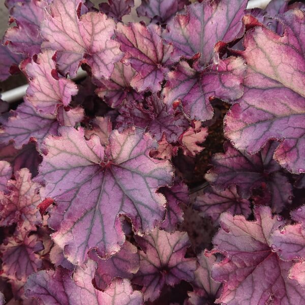 Heuchera x hybrida ‘Forever Purple’ (Alunrod)