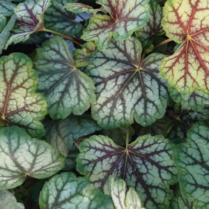 Heuchera x hybrida ‘Green Spice’ (Alunrod)