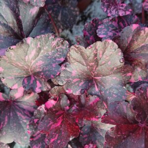 Heuchera x hybrida ‘Midnight Rose’ (Alunrod)