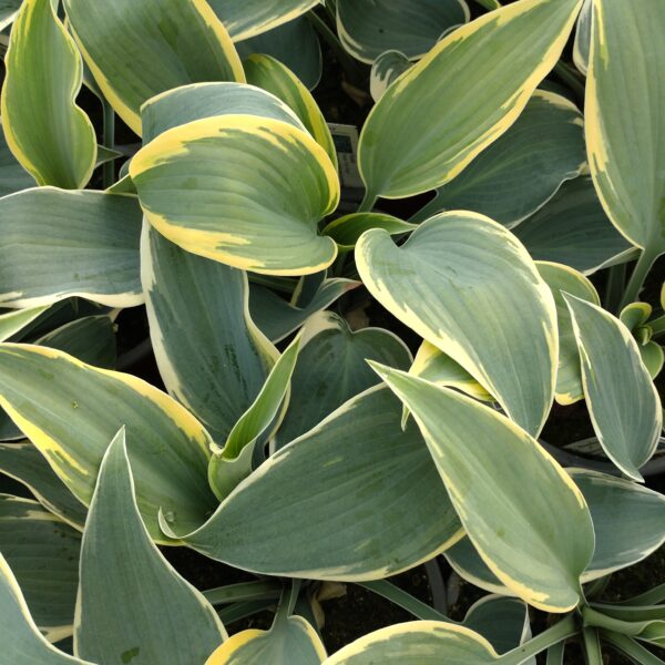 Hosta 'First Frost' (Funkia)