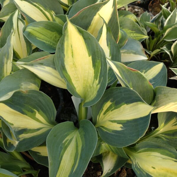 Hosta 'Lakeside Cup Cake' (Funkia)