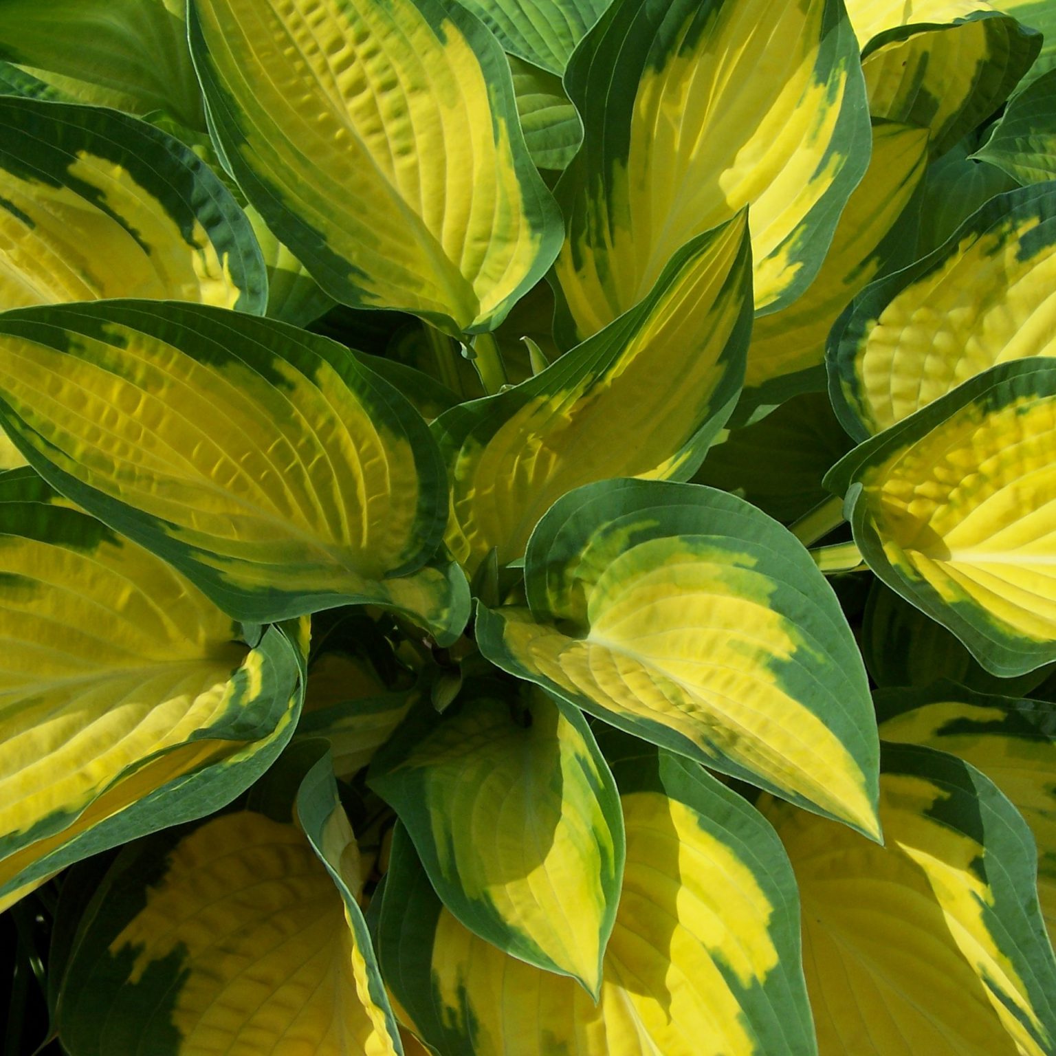 <b>Hosta</b> &apos;Orange Marmelade&apos; (Funkia) .