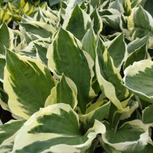 Hosta 'Patriot' (Funkia)