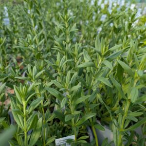 Hyssopus officinalis 'Blues' (Isop)