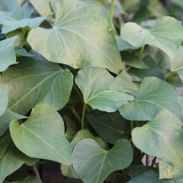 Ipomoea batatas 'Beauregard' (Sødkartoffel)