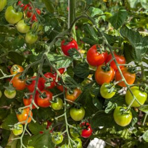 Jordbærtomat 'Beata Sweet'