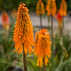 Kniphofia hybrida 'Mango Popsicle' (Raketblomst)