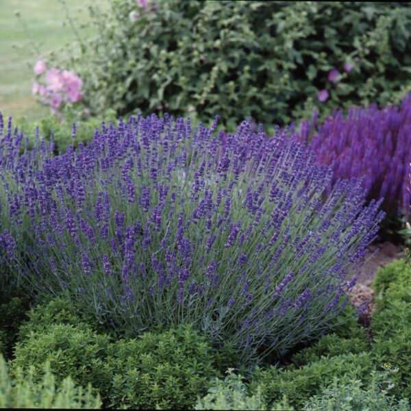 Lavendula angustifolia ‘Hidcote Blue’ (Lavendel)
