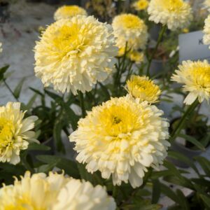 Leucanthemum x superbum 'Luna' (Kæmpemarguerit)